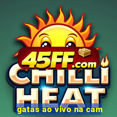 gatas ao vivo na cam